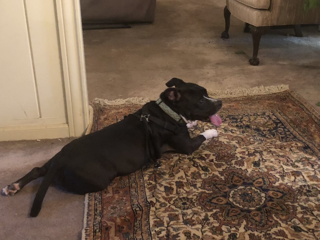 Staffieluv's tweet photo. @GunnerThaPibble I would have been called Lady because I cross my legs when I lay down. #pibblesrock #pibbleprincess #ournamesarelove https://t.co/kVT4VLnIUW