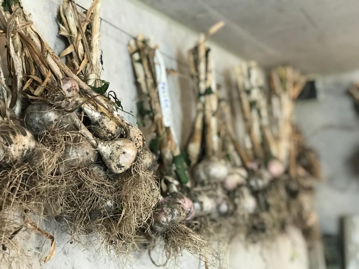 YRFoodNetwork's tweet photo. #growbackthursday to last week's gardening session at the #GrowingtoGive #CommunityGarden! We were very excited to harvest all our varieties of #garlic. We also harvested black #currants, kale, tomatoes and gigantic #beets! YUM! #growyourown #communitygarden #growingtogive https://t.co/GdML1jDorT