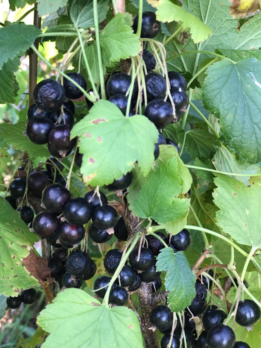 YRFoodNetwork's tweet photo. #growbackthursday to last week's gardening session at the #GrowingtoGive #CommunityGarden! We were very excited to harvest all our varieties of #garlic. We also harvested black #currants, kale, tomatoes and gigantic #beets! YUM! #growyourown #communitygarden #growingtogive https://t.co/GdML1jDorT