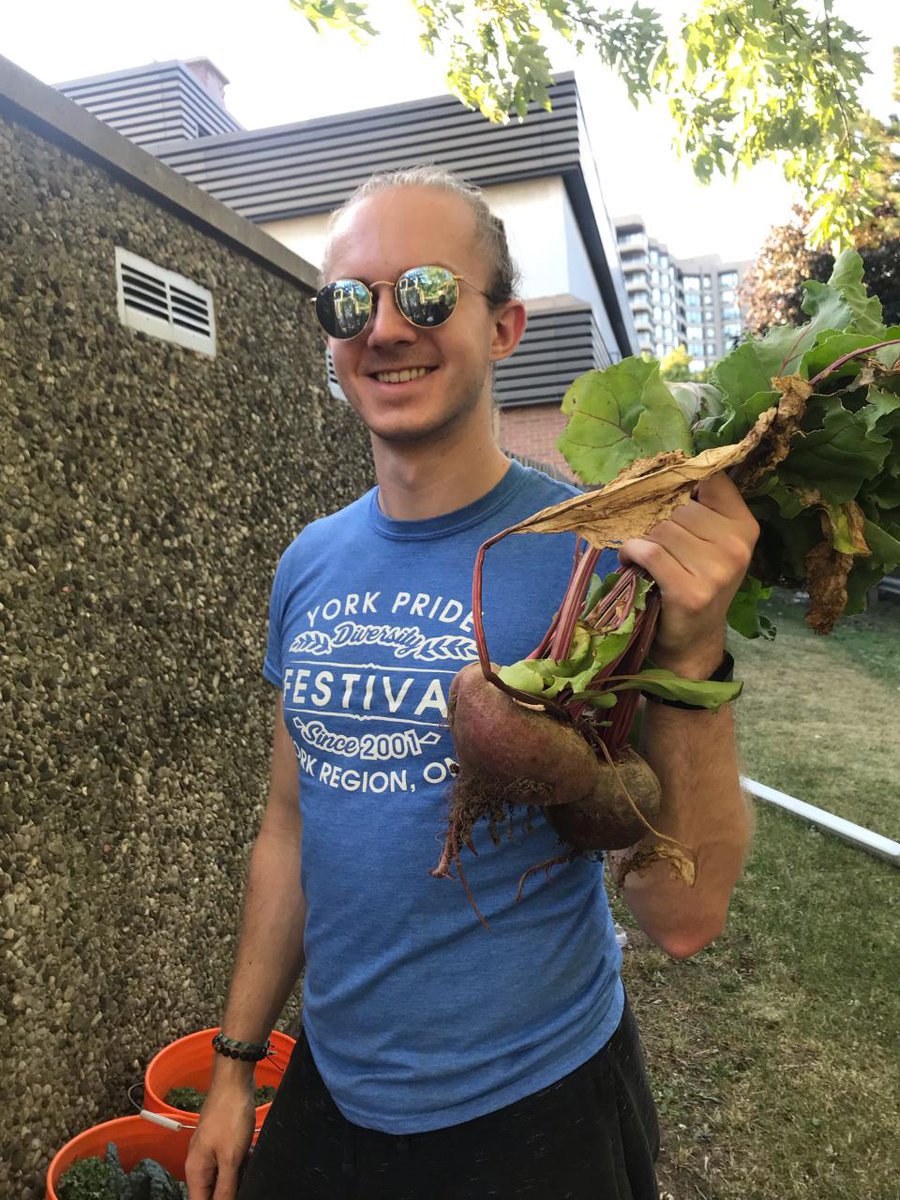 YRFoodNetwork's tweet photo. #growbackthursday to last week's gardening session at the #GrowingtoGive #CommunityGarden! We were very excited to harvest all our varieties of #garlic. We also harvested black #currants, kale, tomatoes and gigantic #beets! YUM! #growyourown #communitygarden #growingtogive https://t.co/GdML1jDorT