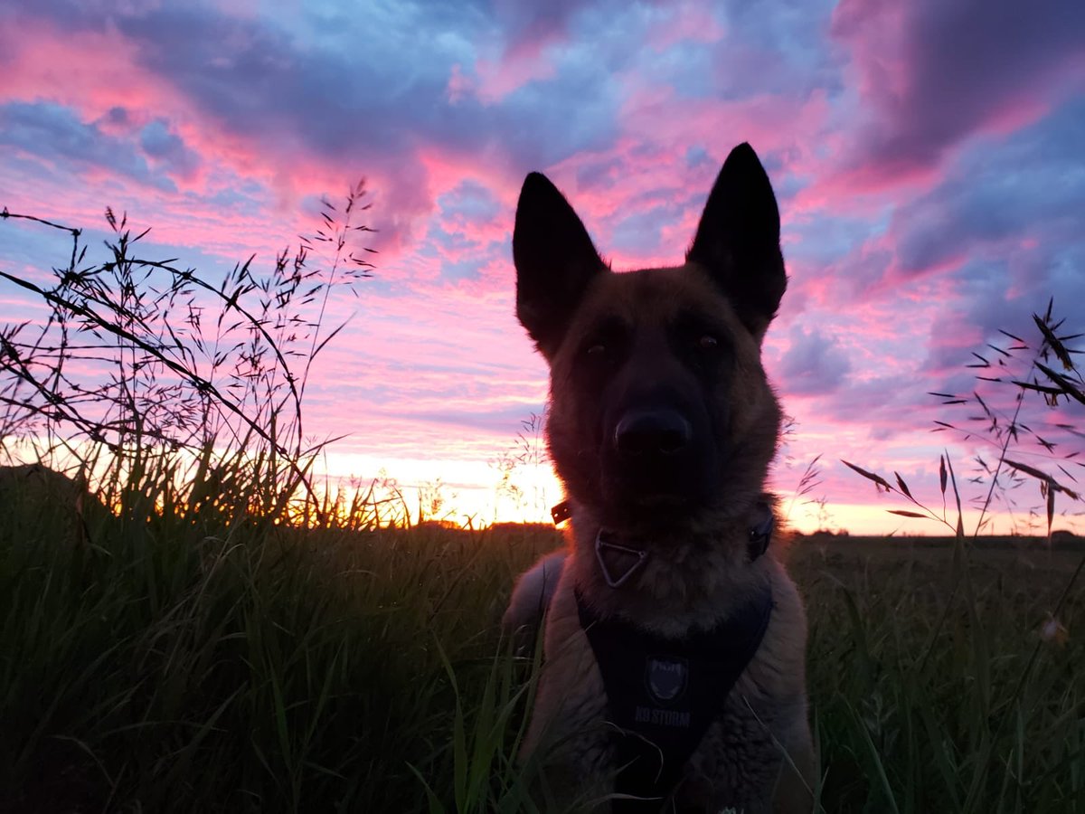 SPSCanine's tweet photo. #psdloki tracked down the suspect that fled the scene of a robbery last night! Afterwards #psdloki searched and located the machete that was used by the suspect during the offence. @SPSCanine https://t.co/CGuY26YFRN