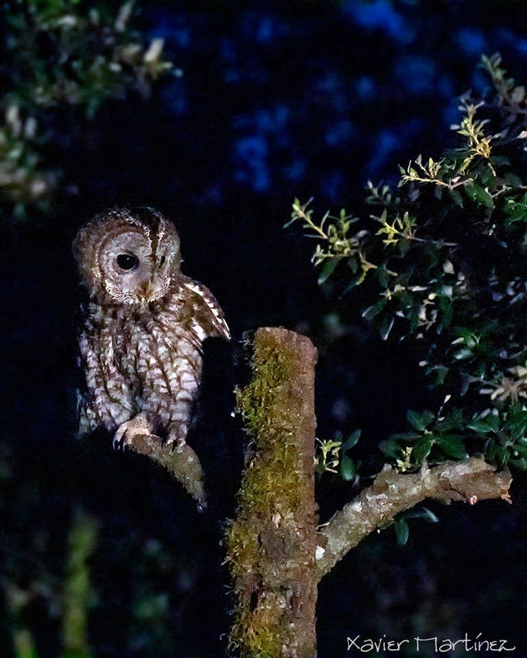 xamape_photo's tweet photo. TAWNY
Gamarús · Cárabo · Tawny owl · Strix aluco
Ver en la web: https://t.co/5nOpWd5aqJ
Hide: https://t.co/AapAcKDlSi @lacasa_marcos
#NaturePhotography #wildlifephotography #BirdsOfPrey #birdphotography #tawnyowl #pajareando #birding #ocells #photooftheday #gamarus #picoftheday https://t.co/3MHTM43sTI