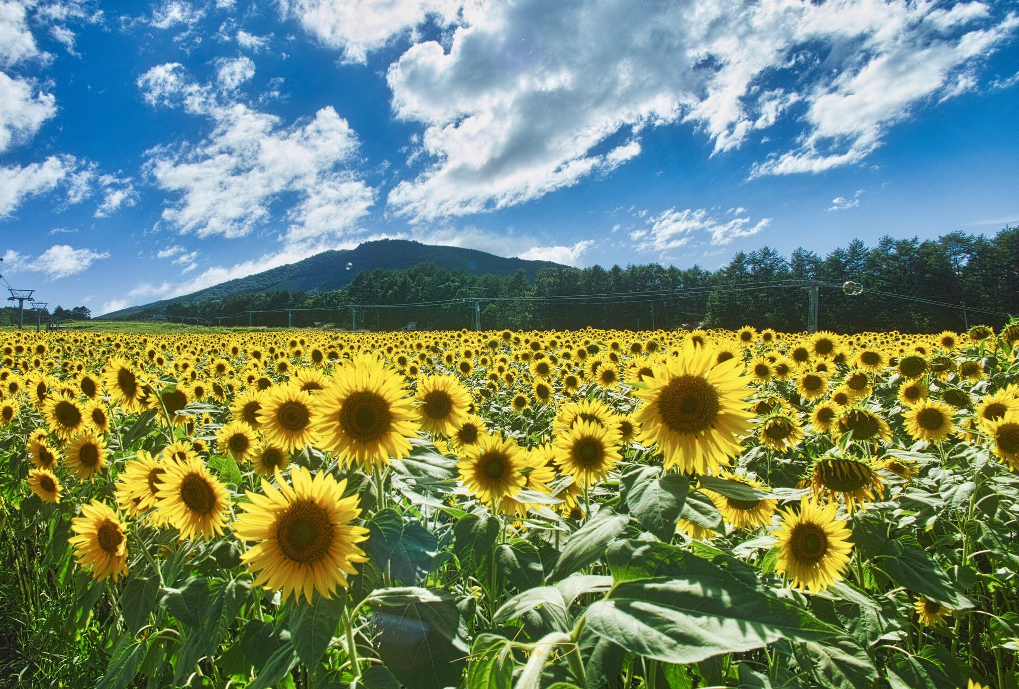 Mantaway Pa Twitter 夏らしい景色を求めて 高山市 ひだ舟山スノーリゾートアルコピアのひまわり園で沢山のひまわり達を撮影して来ました 到着前まで雨が降っていたせいか気温が下がり 風が吹くと冷んやりと涼しく快適 やっぱり山は良い Sigma Dp3merrill