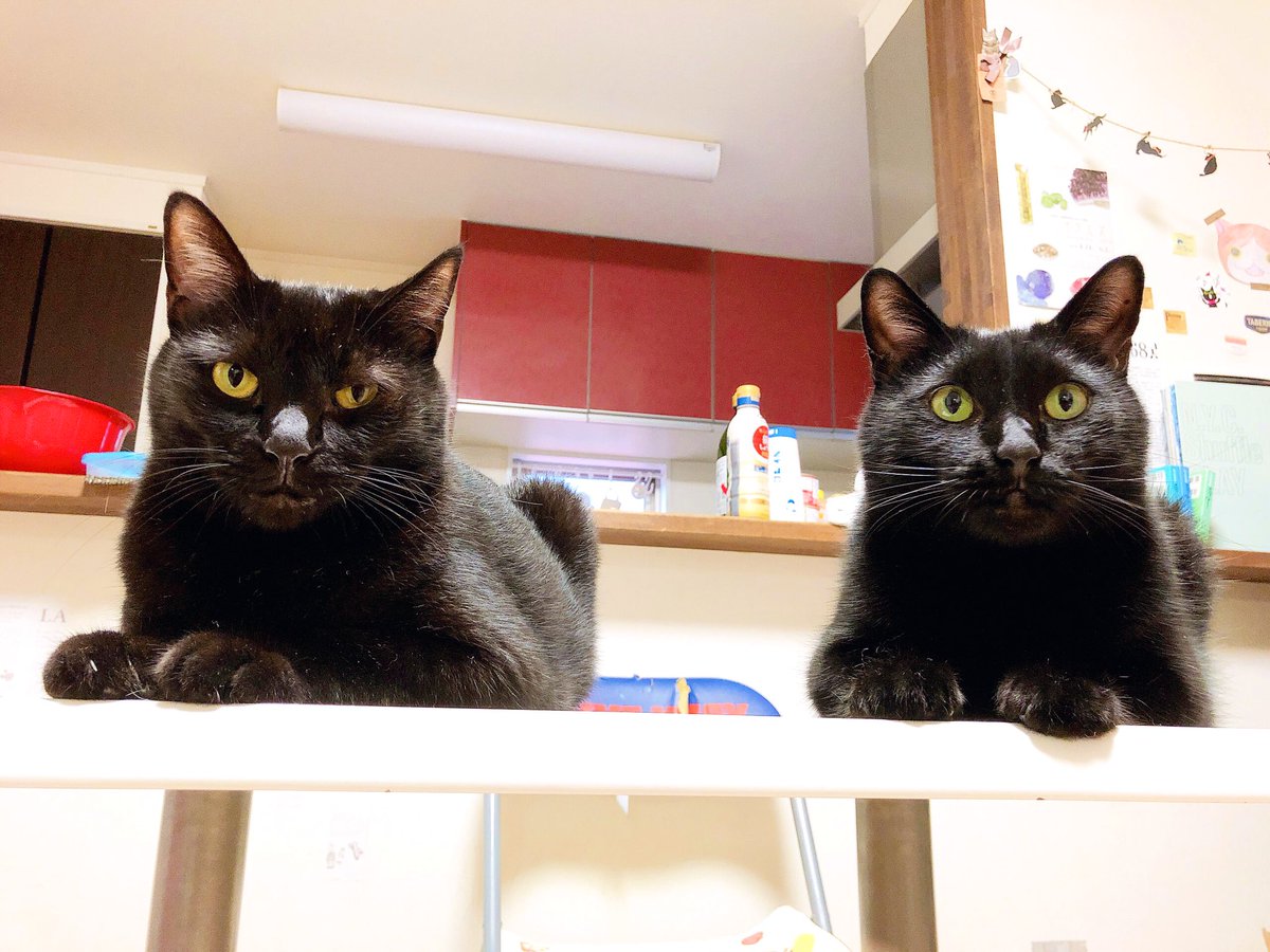 猫野四季 鳥の丸焼きみたい って いつも思います ノ 笑