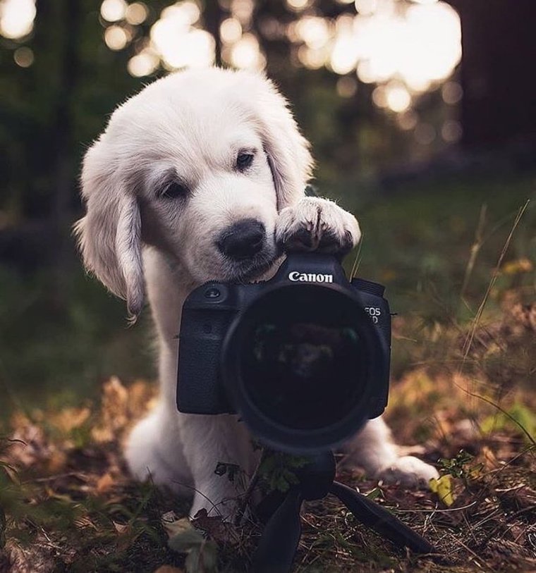LOmRecomendable's tweet photo. ¿Posamos para la foto? 📸📷… gran jueves!!! 🌞😉🐶 #LOmasrecomendable https://t.co/jzRNtayA5B