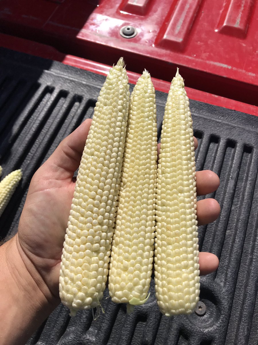 sonnyjim27's tweet photo. Looking good so far. Hopefully Mother Nature gives us some extra days this fall! #P9404AM @csauder34 @CaseyJagers @wardynmi @EwDam https://t.co/XigV28ORRN
