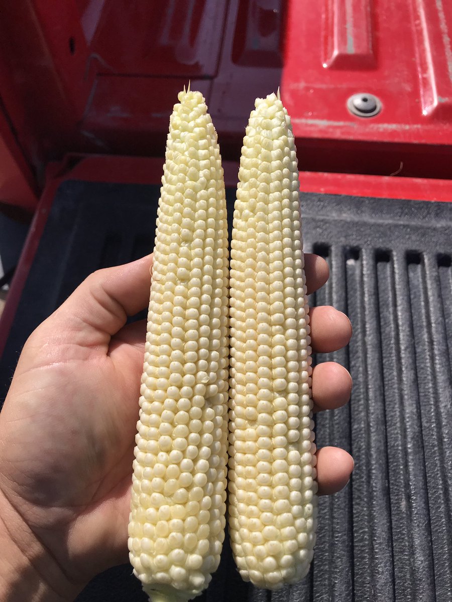 sonnyjim27's tweet photo. Looking good so far. Hopefully Mother Nature gives us some extra days this fall! #P9404AM @csauder34 @CaseyJagers @wardynmi @EwDam https://t.co/XigV28ORRN