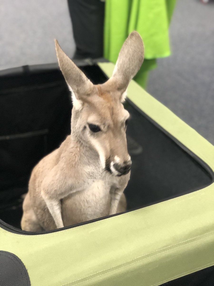 HollyPlunkett70's tweet photo. Just hanging out with Matilda @McAHighlander I love her! 😍 @plunkett_andy @loganplunkett @landonplunkett I think we should have a pet kangaroo 🦘 https://t.co/FI9DaMn0Fg