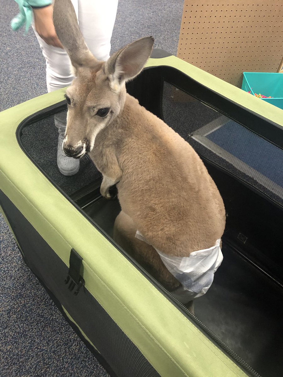 HollyPlunkett70's tweet photo. Just hanging out with Matilda @McAHighlander I love her! 😍 @plunkett_andy @loganplunkett @landonplunkett I think we should have a pet kangaroo 🦘 https://t.co/FI9DaMn0Fg