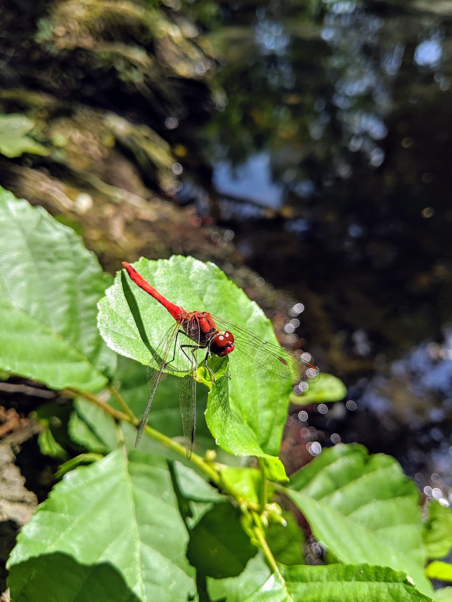 Twitch_83_'s tweet image. Libellenstudie im Schwarzenbergpark 😍 #libelle #libela