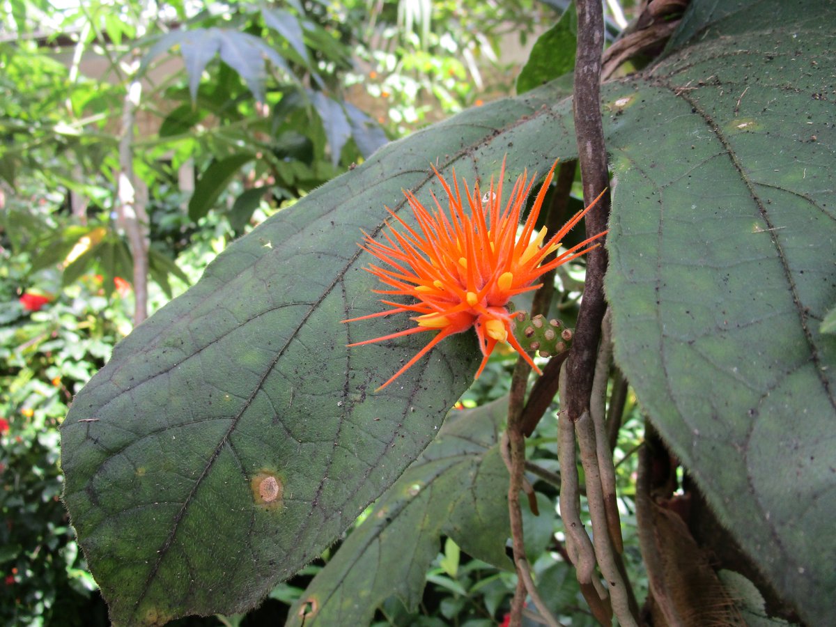 martin_feather's tweet photo. Male and female flowers of Gurania makoyana (Cucurbitaceae), a major pollen source for Heliconid butterflies, in Wings of the Tropics @FairchildGarden https://t.co/9AqbjAcUZY