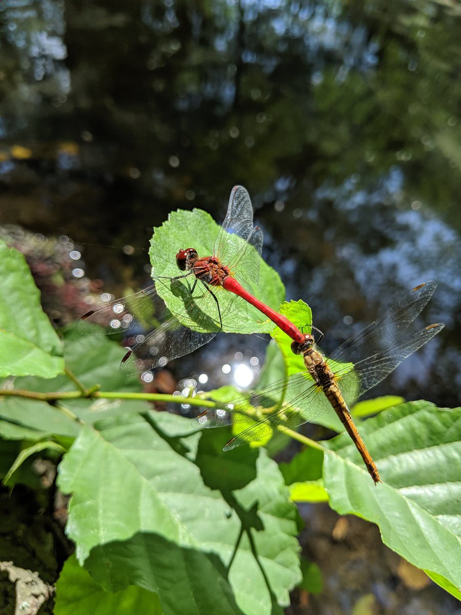 Twitch_83_'s tweet image. Libellenstudie im Schwarzenbergpark 😍 #libelle #libela