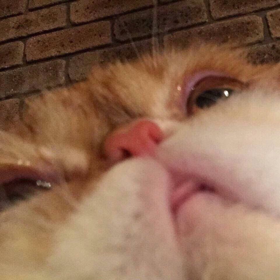 CASE RELEASE MOOD BOARD