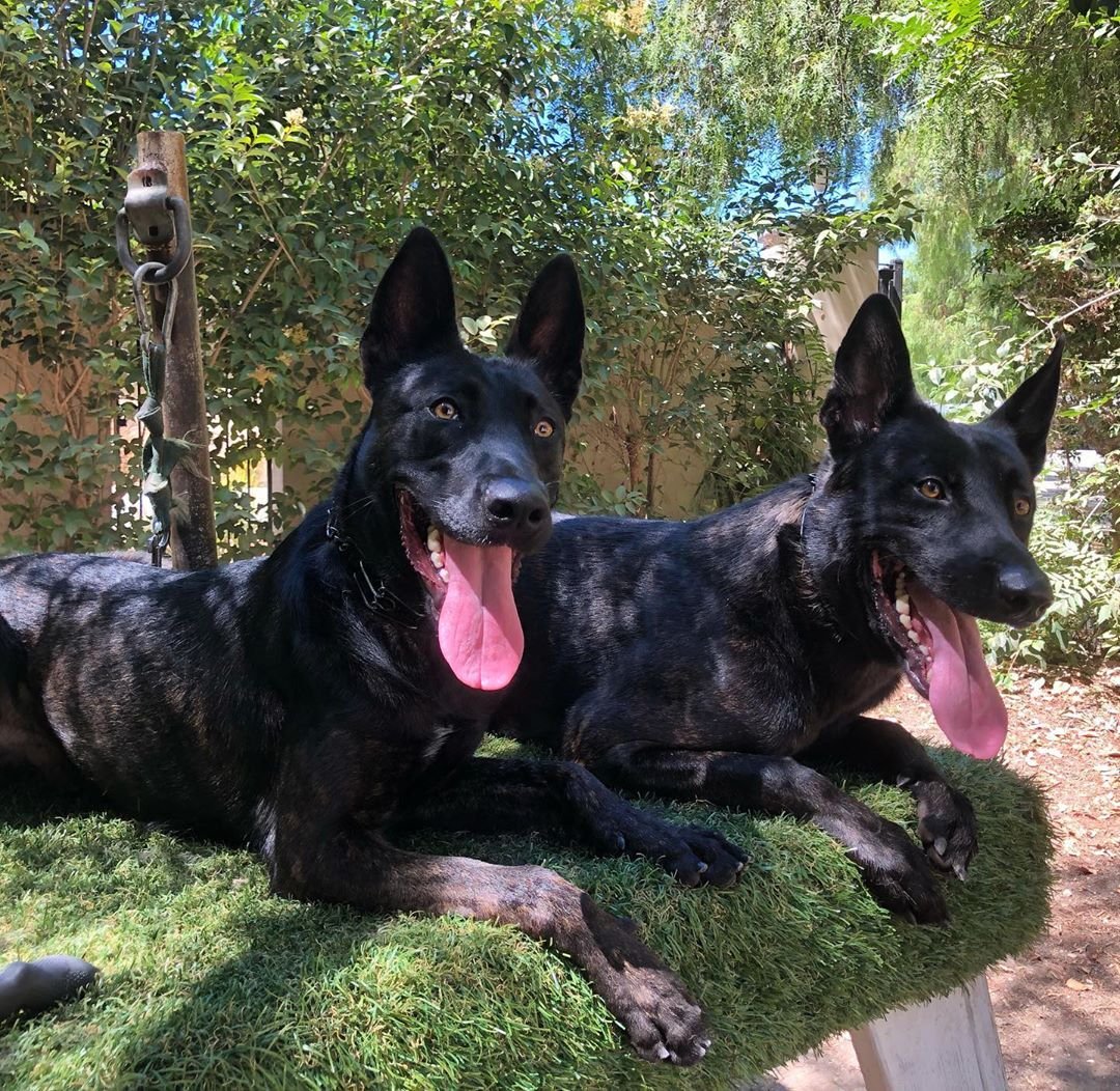 goldcoastk9's tweet photo. โRoganโ (18 months) & โTysonโ (8 months) ๐๐
Tyson is currently being trained as a #HomeProtector and will be available soon! Contact us today at 805-400-3967 for more info ๐ฅ https://t.co/fIpCwGPgif