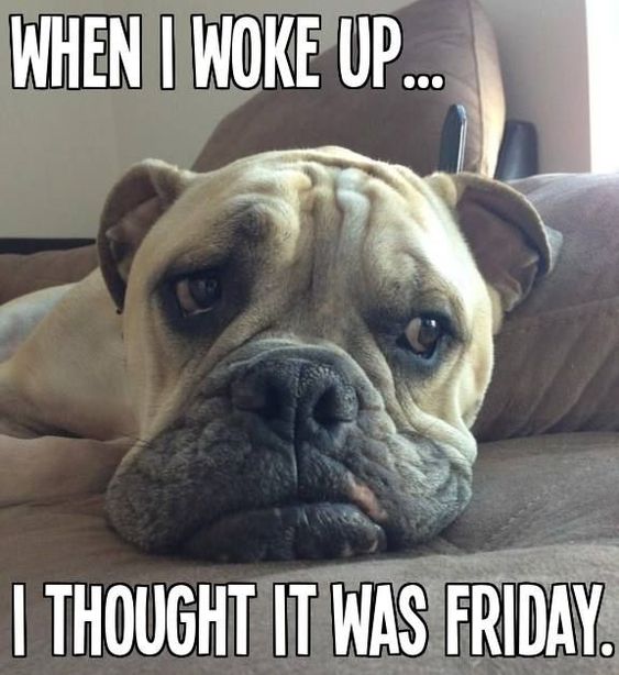 LobbyGuard's tweet photo. When the weekend is within reach! #lobbyguard #dogsoftwitter #thursday #friday https://t.co/ZZYcGYxVv2