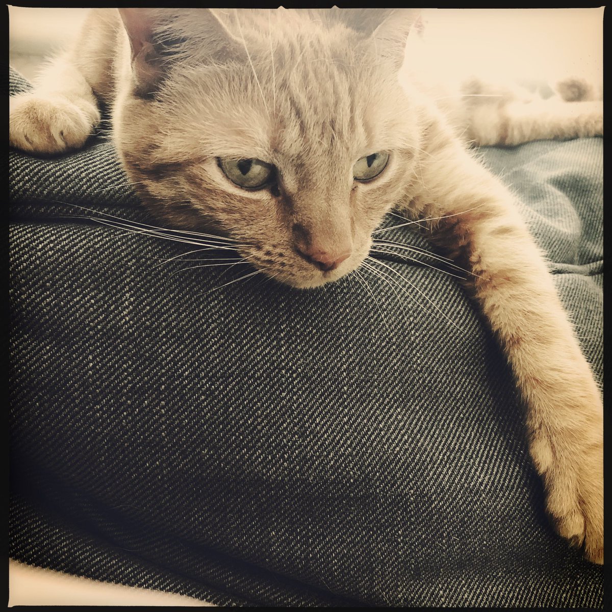 CatCalledBella's tweet photo. I might look like I’m dozing, but what you don’t realise is I’m a highly trained ninja. Always ready to pounce! #flycatching #catsoftwittee #gingerninja https://t.co/7tOzTD2YPg