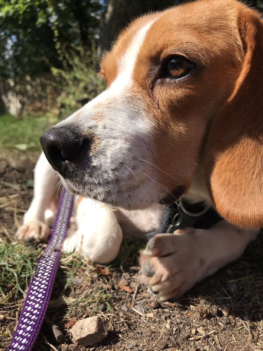 Mummy says something about “she could eat me up....” 
I hope she doesn’t eat doggies 🙄 could be a short life for me!!! 
#elleTheRescue