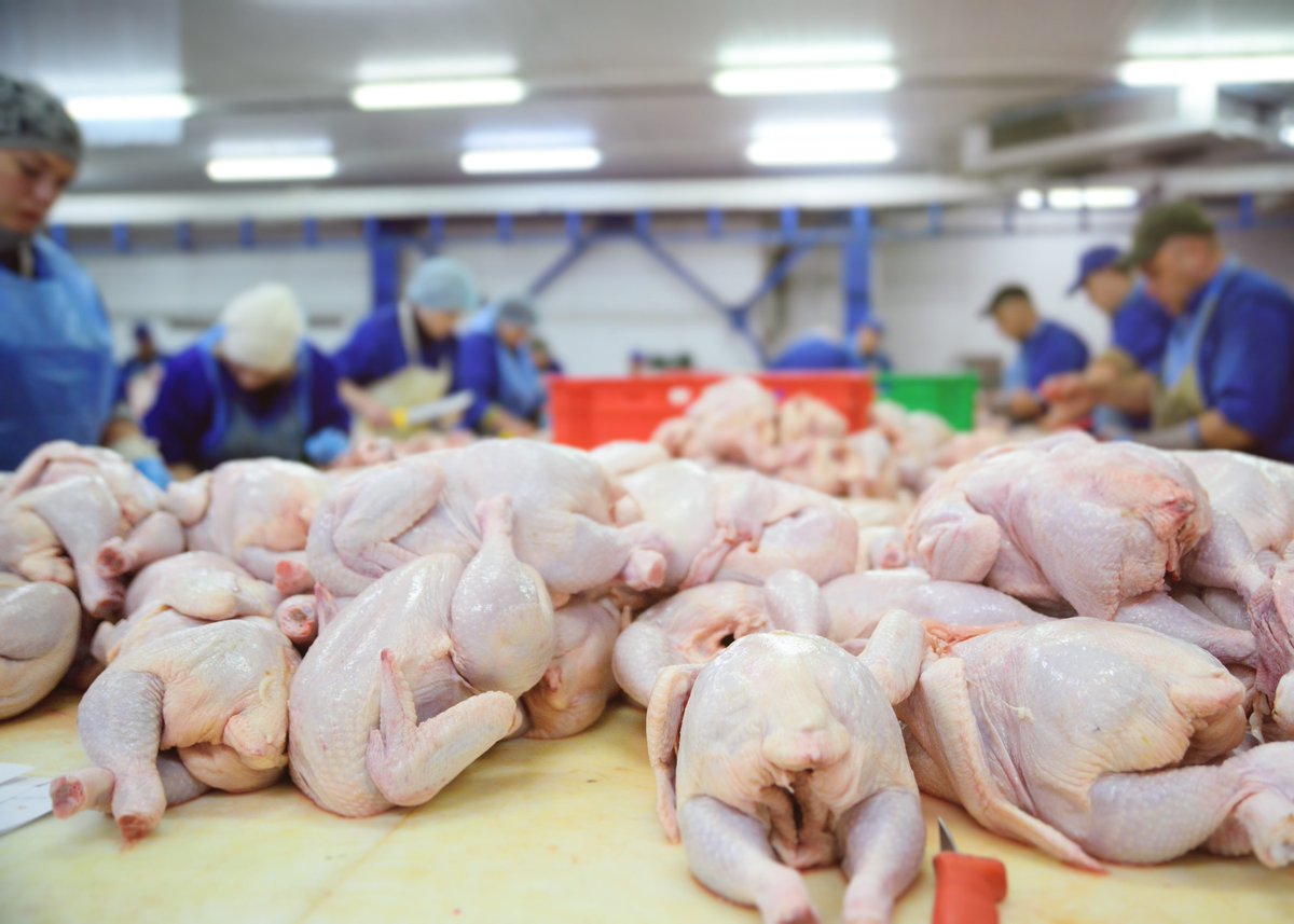 thepoultrysite's tweet photo. Increased Asian demand bolsters Brazil's @JBS_oficial impressive second quarter results #ASF

https://t.co/6Jl2L1zAWn https://t.co/ioYE5xk9mI