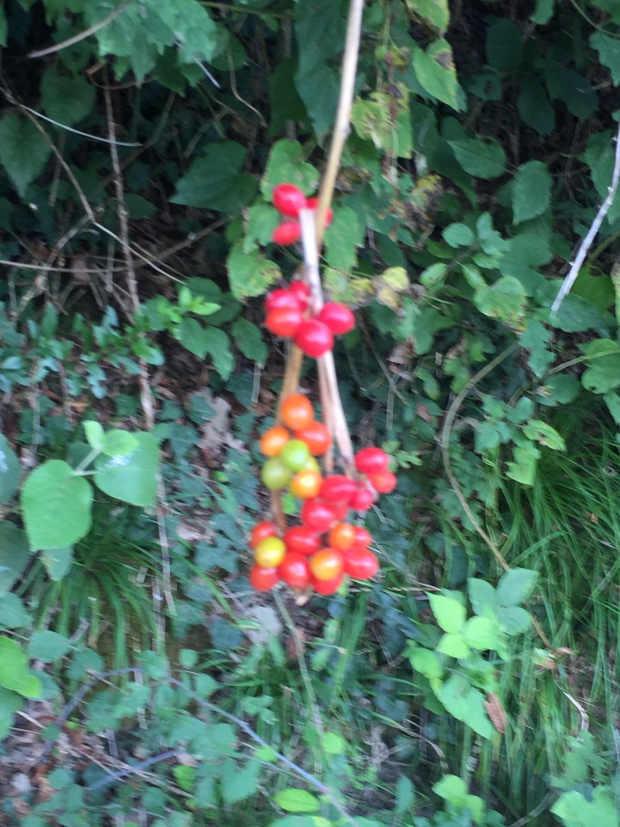 Annabella_AB's tweet photo. Merenda lungo il fiume ... dunque ... quella a destra non so cosa sia .. bella รจ bella..ma mi sa tanto di mela avvelenata di Biancaneve ..
Ripieghiamo sulle more, che non sbagliamo ..๐
#Adda #visitAdda https://t.co/crYqQHRlpn