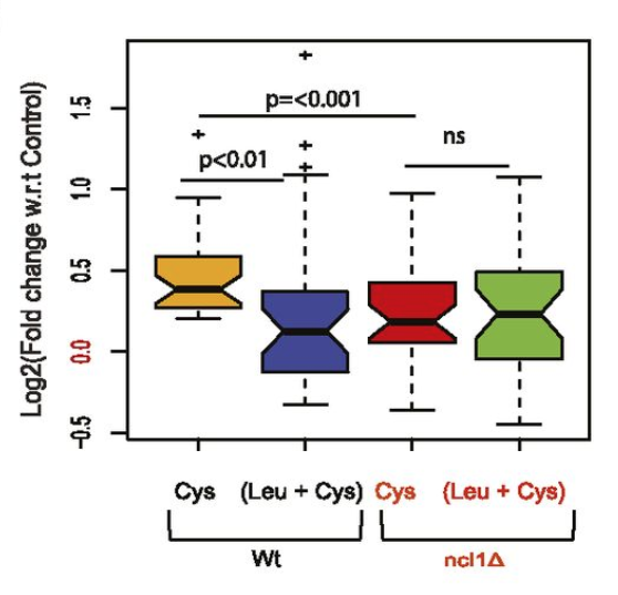 LSAjournal's tweet photo. Accumulation of cysteine induces translational defects and metabolic rewiring that are abrogated by leucine in a transfer RNA (tRNA) methyltransferase NCL1-dependent manner in yeast. Sengupta, Chakraborty &amp; colleagues @IGIB_DEL_110007
https://t.co/PxtJOSMsjN https://t.co/cz1VMsgD2Q