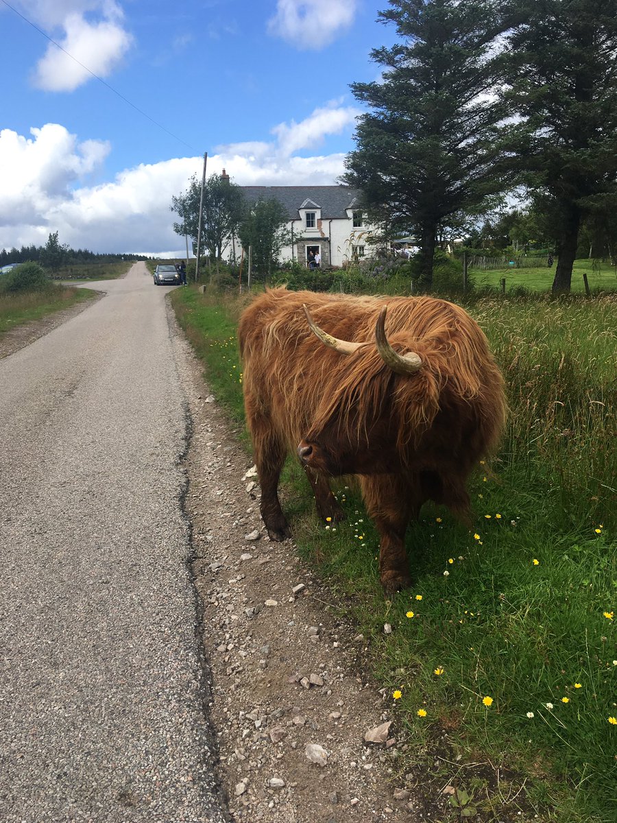 Jamie4North's tweet photo. Heading for Lairg clinic - but this hitchhiker looks a little too big for my wee Fiat... 🐮 #Highlands #HighlandCow #MPOnTour https://t.co/BkoYMHkNJn