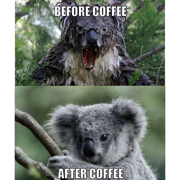 GetGrasso's tweet photo. ❤ i am a koala ❤
.
.
.
#CoffeeKoala #IAmAKoala #AngryKoala #HappyKoala #koala #coffeememe https://t.co/WLd8mJCK9l