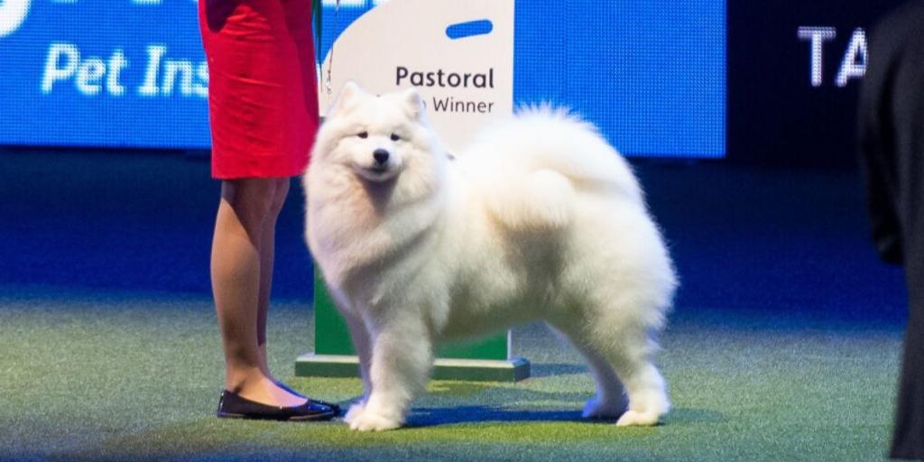 pastoral crufts