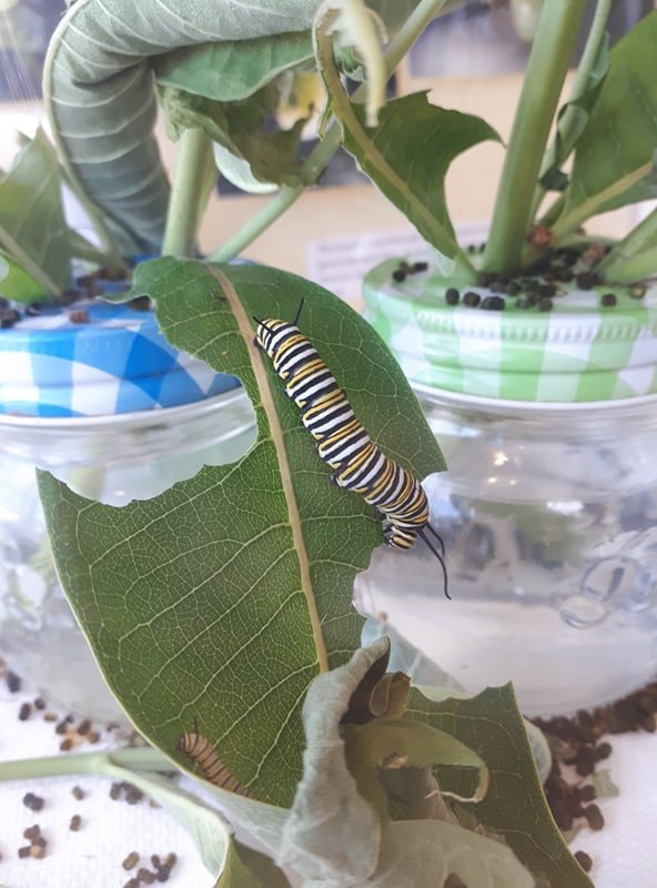 KvLibrary's tweet photo. Have you seen our Monarch display recently? Today we counted 7 caterpillars, and 3 chrysalis! Won't be long 'til we have butterflies! #kvlibrary #librarylove #monarchbutterfly https://t.co/NeCI5djgkY