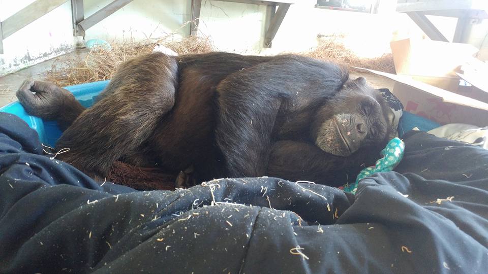 SaveTheChimps's tweet photo. #NationalRelaxationDay? Our chimpanzee residents are living a peaceful retirement so they've got this covered!
๐ช๐ด
#Relax #Nap #Sleep #VenusTheChimp #CaponeTheChimp #TeaTheChimp #SonnyTheChimp #Chimp #Chimpanzee #Naptime #Retired #Retirement #GreatApe #Ape #Chimps #Chimpanzees https://t.co/xrUAbEDfNz