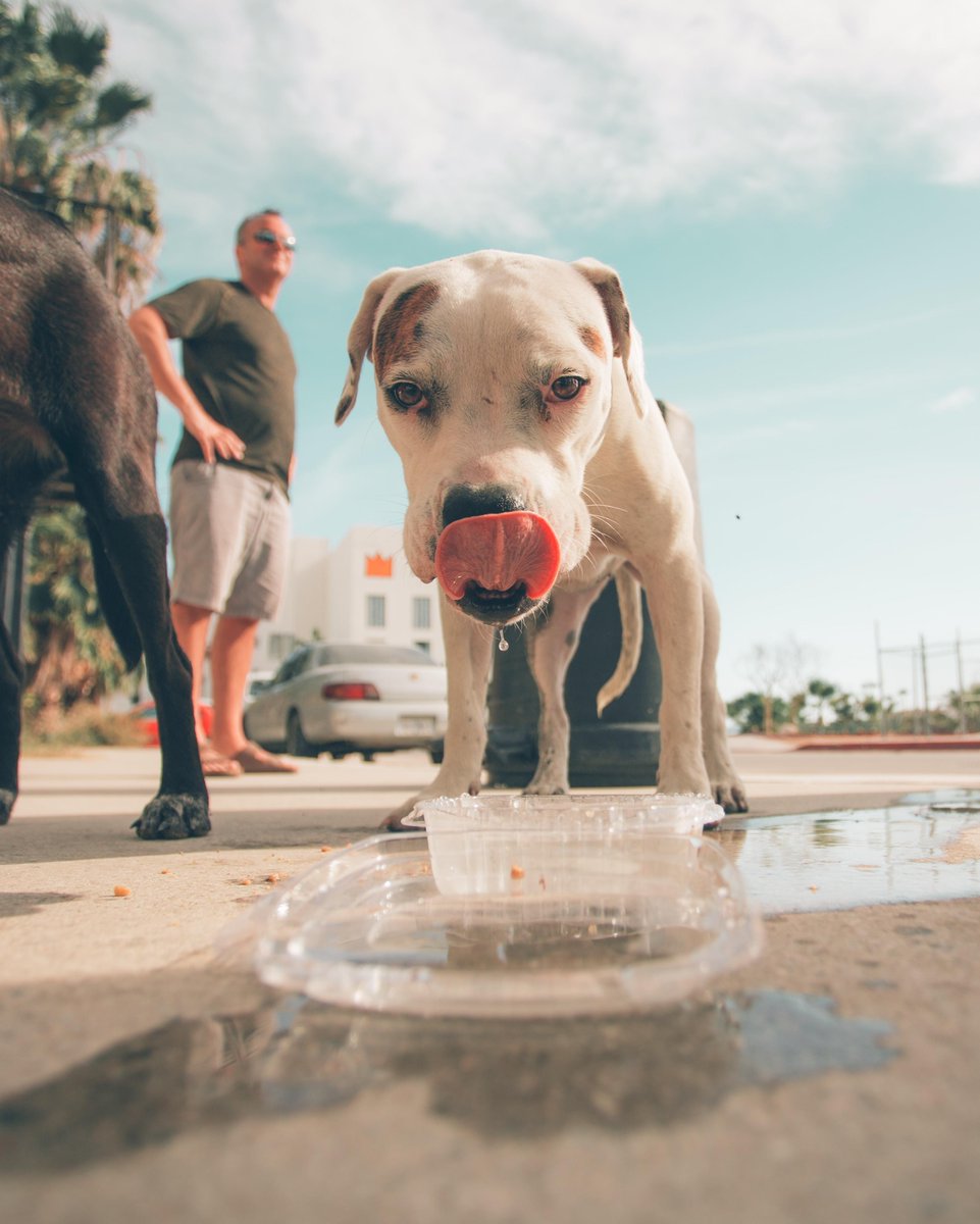 CoolerDogs tweet picture