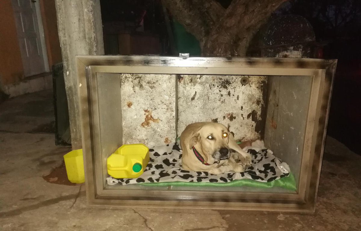 Ref_AdriMoreira's tweet photo. Es demasiado amoroso y educado, buscamos una FAMILIA que quiera sumar a un integrante más 🐾🐾.
No lo vamos a dar para estancias, quintas, como cuidador de terrenos, etc...
Espero sepan comprender y entiendan que él está para dar amor a otras personas!! https://t.co/VexGGErwzi
