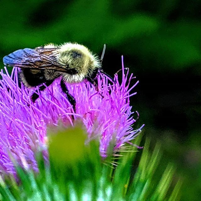 kurtzitzelman's tweet photo. Bumblebees love Thistle!

#bumblebee #flowers #naturephotography #naturelovers #hiking #hikingadventures #forest #wildflower #wildlifephotography #insext #pennsylvania #pa #gooutsideanddosomething https://t.co/BzTww0WX1P https://t.co/95XIQRMpP5