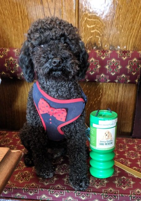 JerryGreenDogs's tweet photo. We would like to give a special thank you to Gill Reay and the very beautiful Edward (who is happily to posing for us below) for hosting a coffee morning in the lovely village of #Eakring for us.  They raised an amazing £75.76 - THANK YOU very much 🐾🙂🐾 https://t.co/OGPLZTk9b3