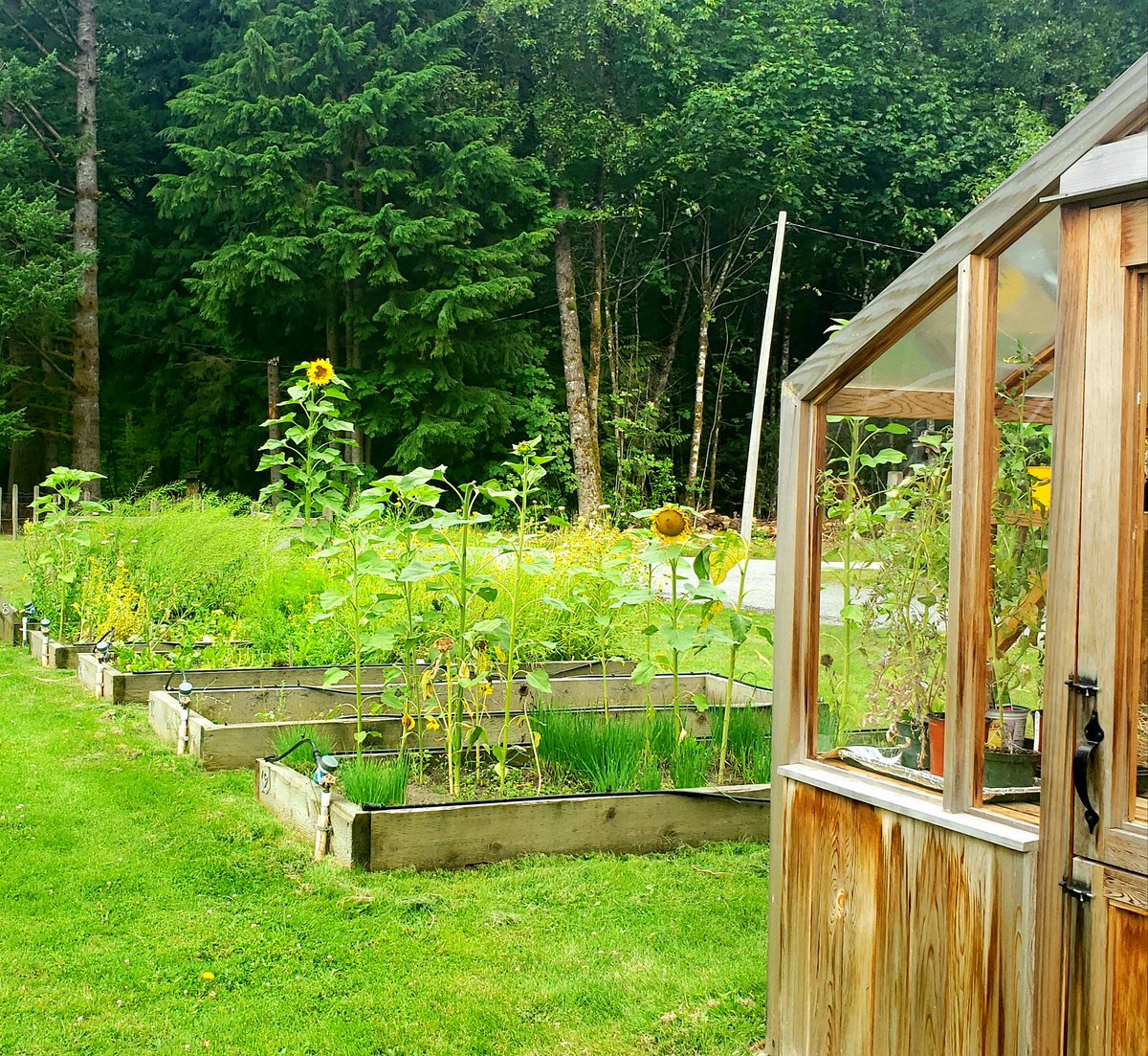 CheakamusCentre's tweet photo. Our #gardens are in full bloom and we've been actively #harvesting lots of #herbs and #vegetables, daily! 

What are you growing in your #garden?

#cheakamuscentre  #natureisinsession 
#fieldtotable #farming #greenhouse https://t.co/SQTYwrWS3a