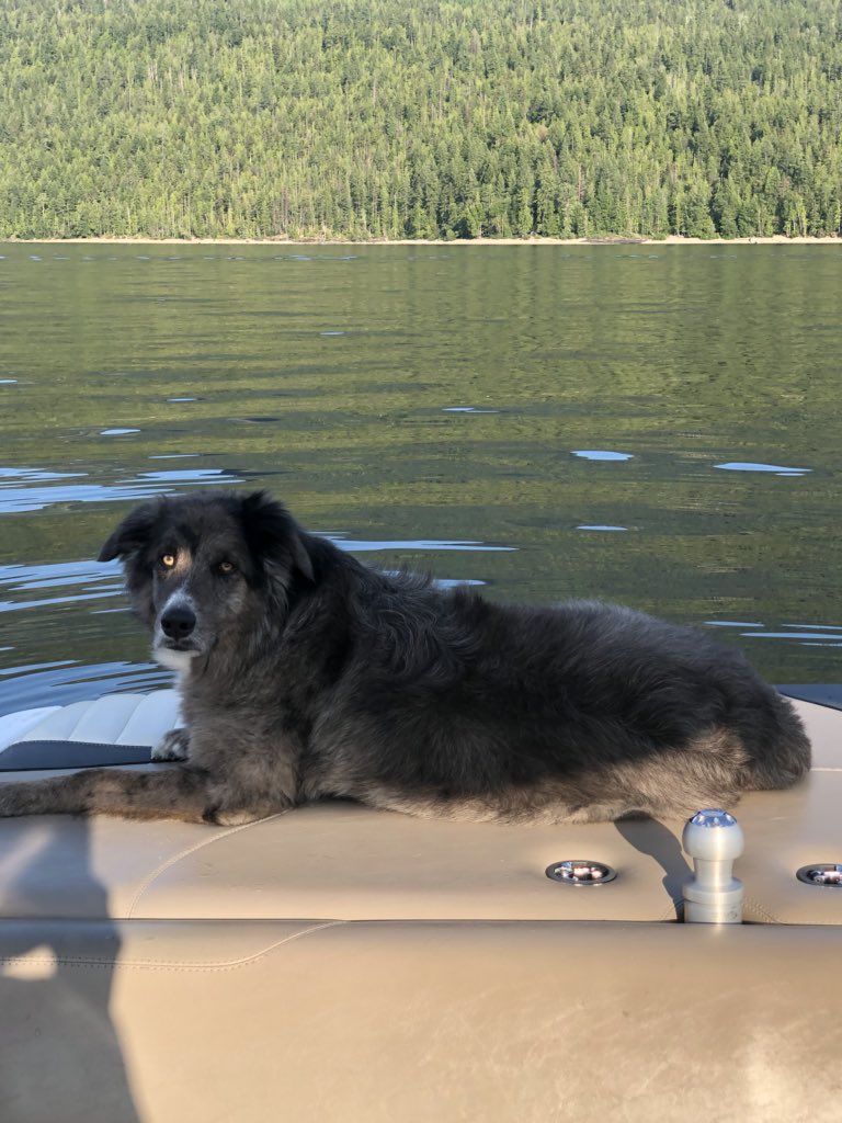 dorfrere's tweet photo. @jannarden On holiday at the Shuswap #Geoff https://t.co/P2LPRuGEng