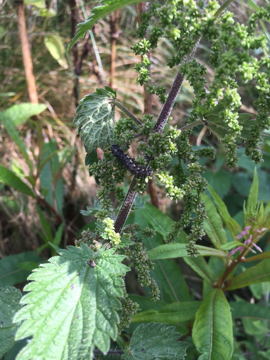 WeeChangeUK's tweet photo. We had an amazing time at the #butterfly workshop with @anthonymcc85! Thank you to everyone who came along, brought some great ideas for planting and we are excited for what's next! 

#eastren #growinggroup @ScotRail @BC_Scotland @BC_SWScotland #greenspaces #biodiversity https://t.co/24Y8MSb0mO