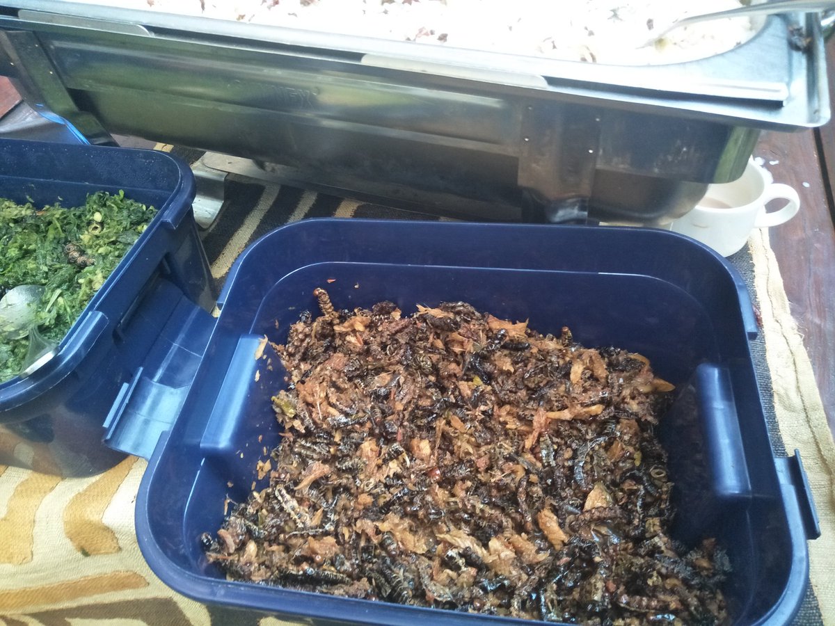 lisasiago's tweet photo. Edible insect dishes from DRCongo at the First African Conference on Edible insects... Caterpillars, termites, weevils etc
@MIGHTinsects 
@icipe 
@ZEFbonn 
#edibleinsectsAfrica
#AgriFose 
#insectsforfoodandfeed https://t.co/7isu168heE