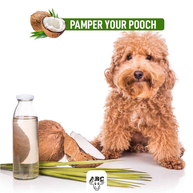 ABC_Farms's tweet image. Try ABC Farms Organic Cold Pressed Coconut Oil and see the difference in your pet’s overall health. For usage orally or topically. It’s a natural way to care for your dog.
Grab a bottle for RS.350/L at our stores in Pune #PamperYourPooch 
#ABCFarms #CrazyForCoconutOil #LoveDogs