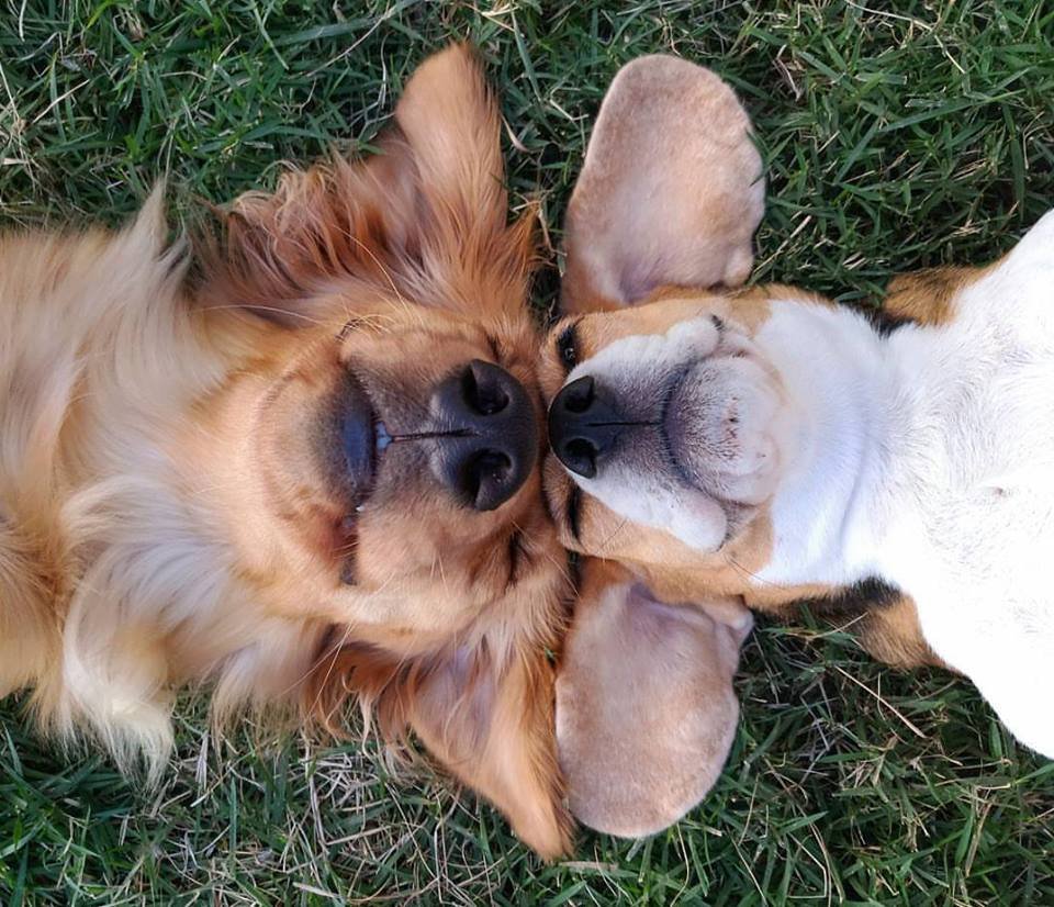 Rare as is true love, true friendship is rarer.

― Jean de La Fontaine