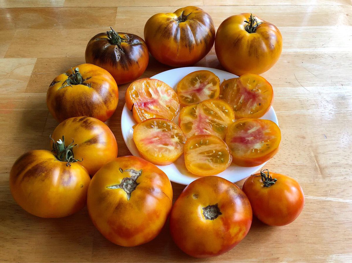 🌈🍅🍠🥔🥒🌶
#TinasTinyGarden