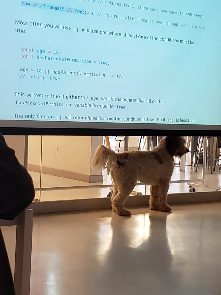 developer_matt's tweet photo. The dog days of summer. @AT_Fresh_Dev
#trixie #cohort23 #hackeryou #javascript https://t.co/A6QsfiGGLg
