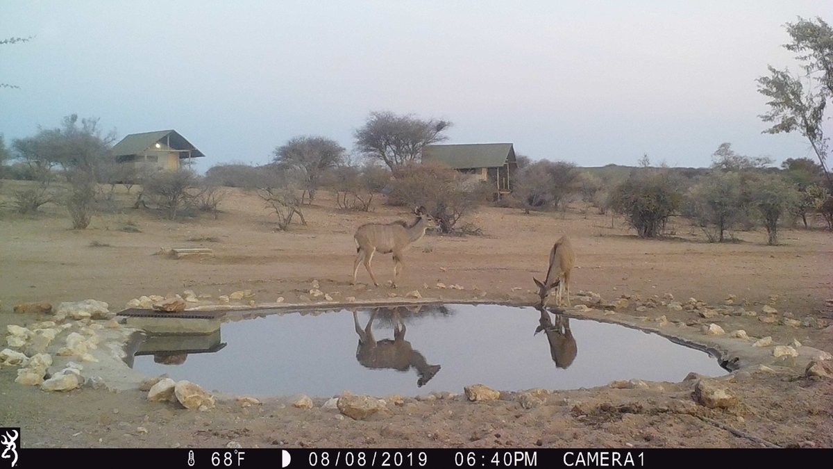Suyian4Science's tweet photo. The young Greater Kudu (Tragelaphus strepsiceros) have been making a few appearances at the waterhole recently, including this fun reflection pic from a few days ago that I caught on my camera trap. #WAONamibia @NCStateCNR  @naturalsciences @NCState_FER @NCStateEngr @ncstatemae https://t.co/ZGrQh6I6y0