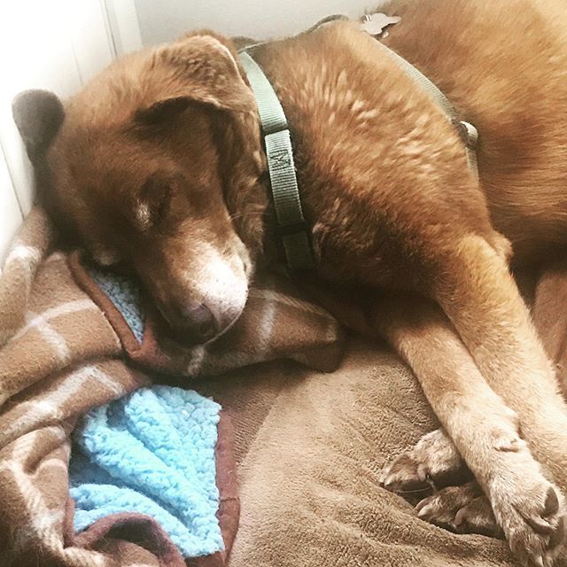 StephaniesDish's tweet photo. Grandma Nikki is good company in the office with her #makersofmn @cuddlemuttllc Blanket. .
.
. https://t.co/skcwmGzANP https://t.co/u8ED3Zffqm