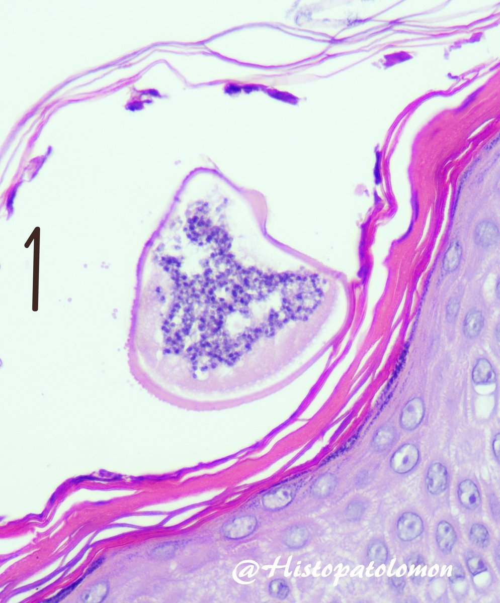 Pascual Meseguer tweet media