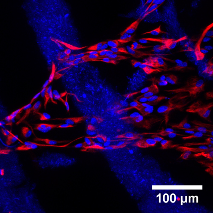 Prellisbio's tweet photo. Curious about #3DTissue and #Organoids produced by @Prellisbio? Want to show off to your friends under a microscope!? Need n=3 for that first test experiment? We'll randomly select one of our next 20 Twitter followers to receive 3 free structures! #sciencetwitter #tech #biotech https://t.co/9PiOaiQ9p3