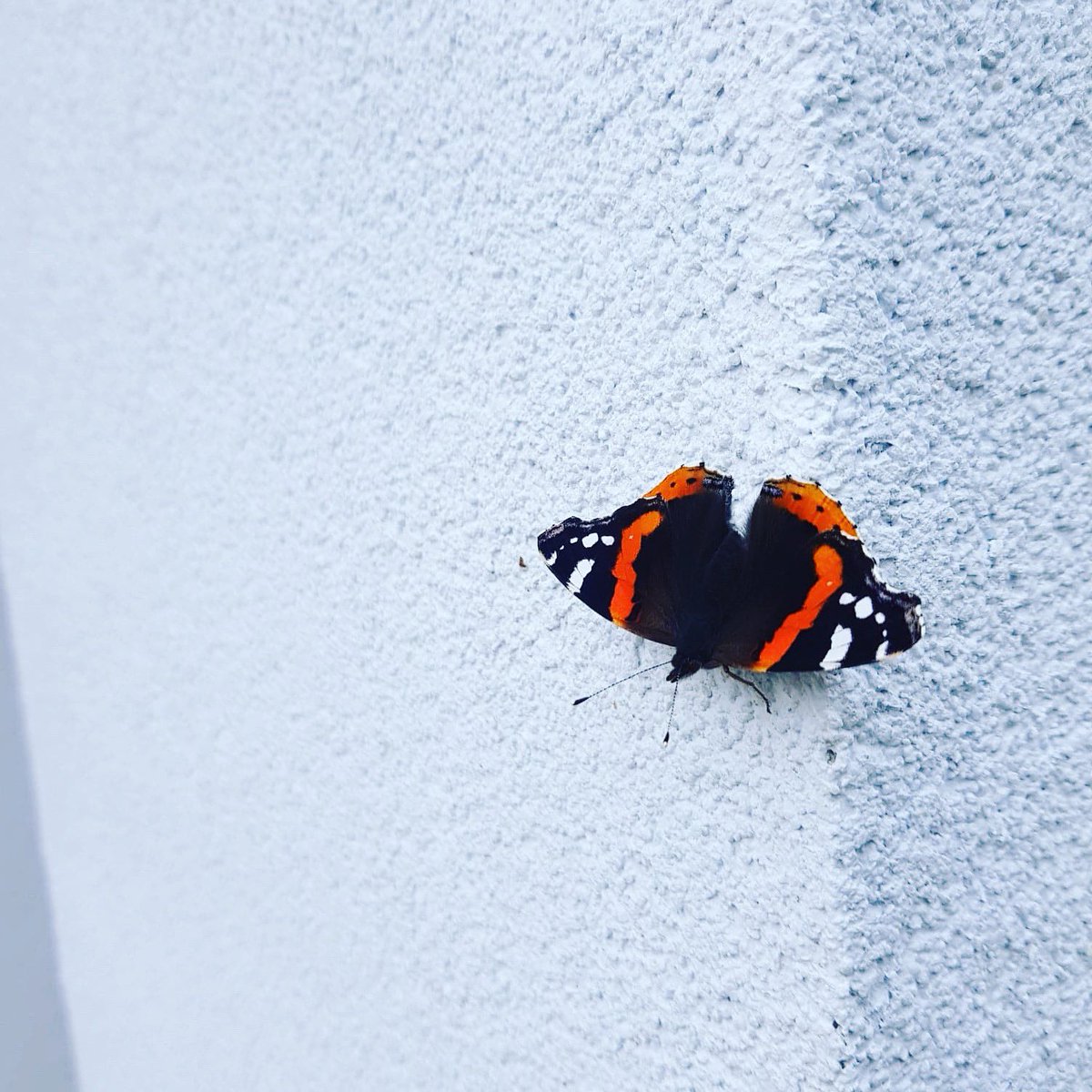 RamEcoltd's tweet photo. Baumit life shade 0707 by Rameco ltd even the wildlife think it’s beautiful 🌱 🦋 #render #baumit #colouredrender #rendering #thincoatrender #siliconerender #butterfly #redadmiral #coloursofrender #baumitlife #grimsby #breathablerender #lincolnshire #newwaltham #rameco #ramecoltd https://t.co/jB431HTz6W