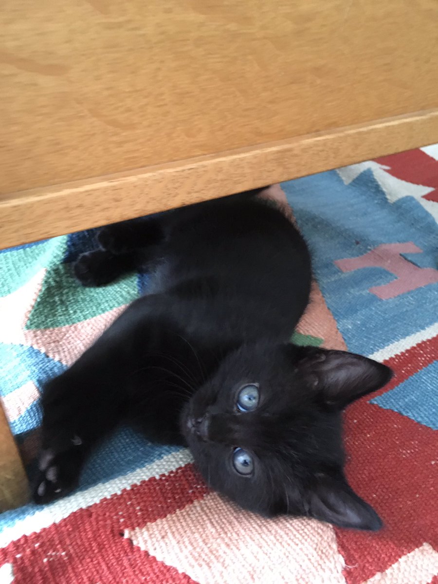 JoshWinning's tweet photo. It’s our two-month Penniversary! Can’t remember what life was like before this little floof rampaged into it – and I can’t believe how quickly he’s growing up 😭 https://t.co/m5SYGNKWQs