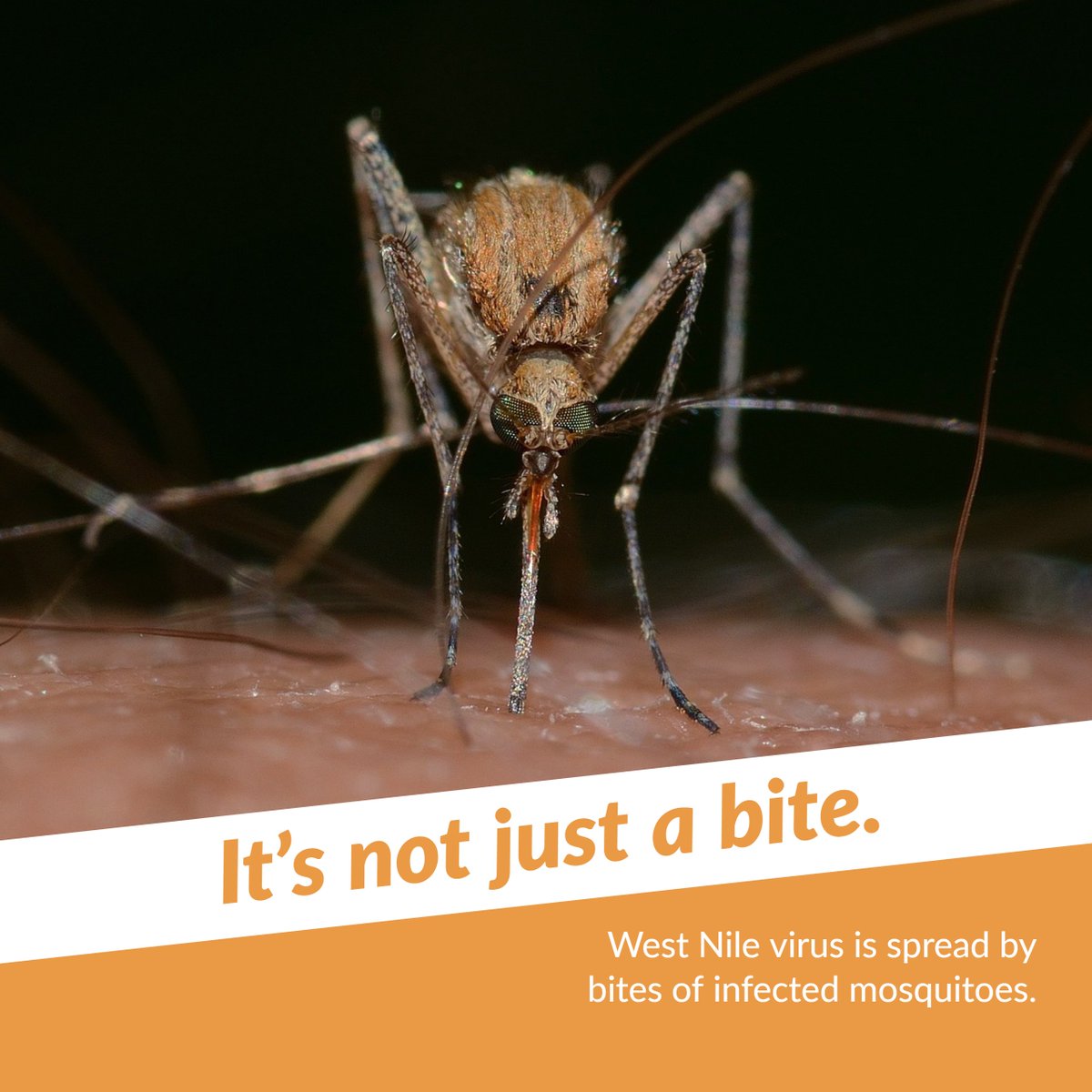 HamCoHealth's tweet photo. It's #NotJustABite. Mosquitoes in Hamilton County spread serious diseases, like #WestNileVirus. Learn more at https://t.co/IKw8tgLYIy. #WestNileVirus https://t.co/GLnCx891fV