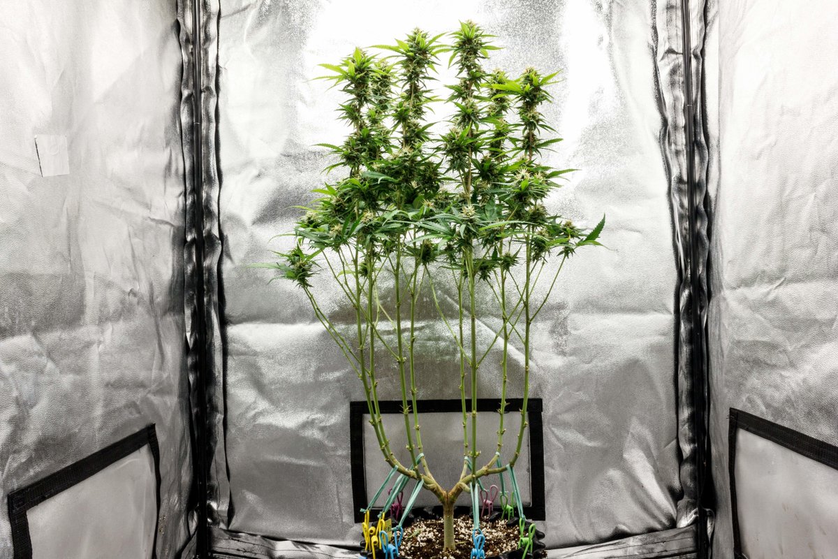 Let's talk techniques! What's your favorite way to grow cannabis? LST? Topping? Main-Lining? Defoliation? Or perhaps a combination of them all, like TOTEM is showing here. Where practice meets patience. But as you can see, it pays off! 💚🌿

📸 by TOTEM; #SensiSeedsResearch.