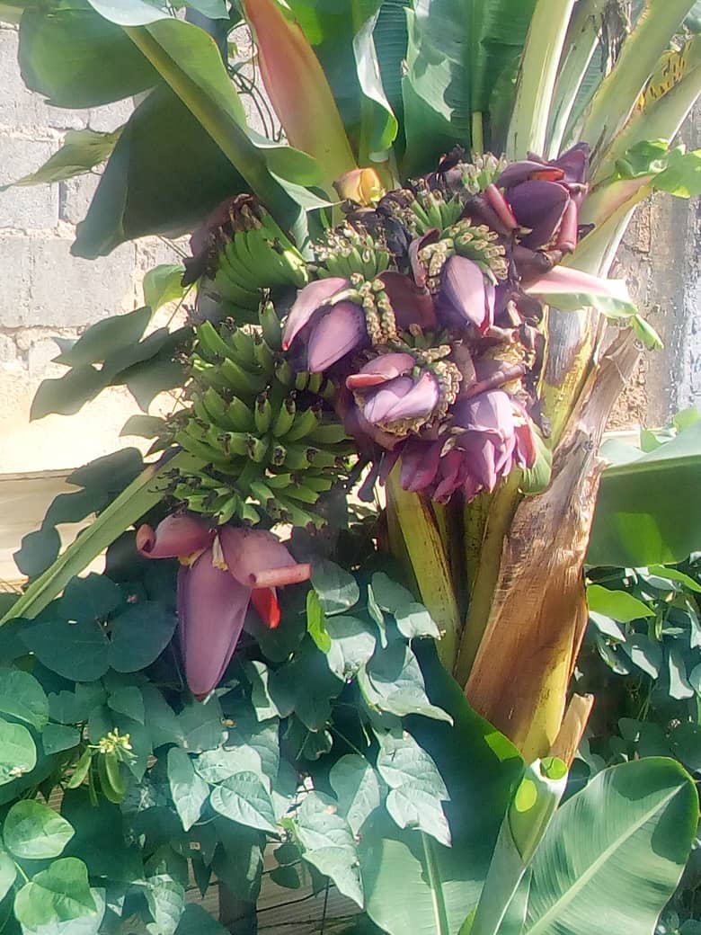 Ante el brutal bloqueo por parte del imperio gringo, la naturaleza siempre generosa. Programa Manos a la Siembra, estado Carabobo.  #ConucoMataBloqueo <a href="/ZaidAlvarez7/">Zaid Álvarez</a> <a href="/decabellor/">Diosdado Cabello</a> <a href="/ptmsmerida/">Johnny Rangel</a> <a href="/PTMSNACIONAL/">Programa Todas las Manos a la Siembra</a>